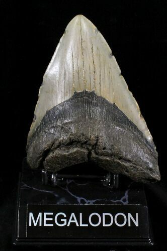 Bargain Megalodon Tooth - North Carolina #25778